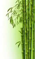 Bambú B como botánica 
