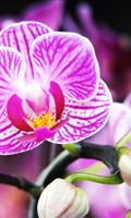 Orquídea púrpura Simbolismo de color PÚRPURA 