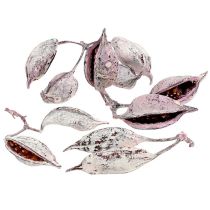 categoría Plantas exóticas