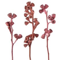 categoría Plantas exóticas