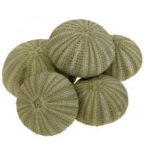 categoría Decoración de conchas