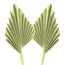 categoría Plantas exóticas