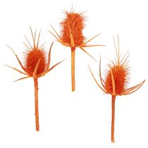 categoría Ramas, tallos y follaje