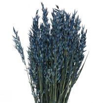 Flores secas, avena decoración de granos secos azul 68cm 230g