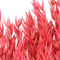 Flores Secas, Avena Cereales Secos Deco Rosa 65cm 160g