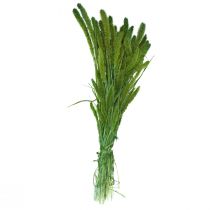 Artículo Flores secas, Setaria Pumila, mijo cerda verde 75cm 170g