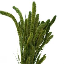 Artículo Flores secas, Setaria Pumila, mijo de cerdas verdes 75cm 170g