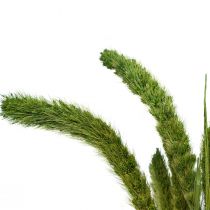 Artículo Flores secas, Setaria Pumila, mijo de cerdas verdes 75cm 170g
