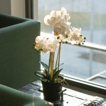 Artículo Orquídea artificial en maceta para un ambiente armonioso, blanca, 60cm