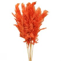 Artículo Pampas grass deco naranja seca dry floristics 72cm 6pcs