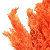 Artículo Pampas grass deco naranja seca dry floristics 72cm 6pcs