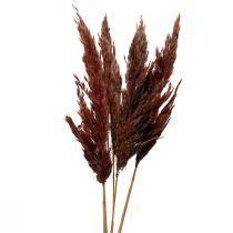 Pampas grass deco dry red brown dry floristics 70cm 6pcs