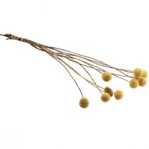 Artículo Flores secas de Craspedia, amarillas, 70 cm, decorativas, 10 unidades