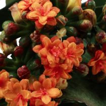 Artículo Flaming Käthchen Kalanchoe naranja artificial 24cm