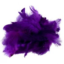 Artículo Plumas decorativas pequeñas plumas de pájaros reales decorativas violeta 5-10cm 10g