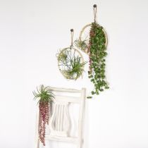 Artículo Sedum &#39;Rubin&#39; planta colgante – suculenta decorativa, de fácil cuidado 43cm 3 uds.