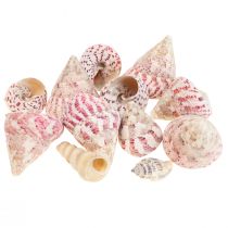 Caracol decoracion marinera decoracion rosa Trochus Maculatus 1100gr