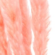 Artículo Decoración de hierba de la pampa, hierba de la pampa seca rosa 72cm 6 piezas