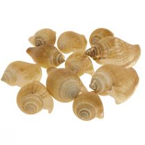 Caracoles Deco Caracol de mar Marrón Blanco 3,5-5cm 250g