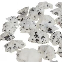 Shell Deco Conchas Blanco Negro Pequeño 1-2.5cm 250g