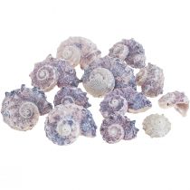 Caracoles Deco Caracoles De Mar Púrpura Blanco 3-6cm 250g
