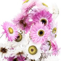 Artículo Flores secas Flores de paja rosadas blancas 40-45cm 30g