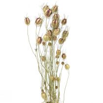 Artículo Nigella flor seca Jungfer im Grünen floristería seca 24-45cm 20g