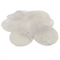 Conchas Capiz discos de nácar decoración marítima Ø7cm 600g