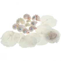 Capiz Mejillones Caracol Deco Marítimo Blanco Rosa 600g