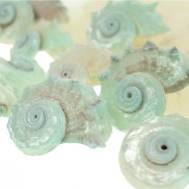 Capiz Concha de nácar Rodajas de nácar Concha de caracol de mar Verde 2–9cm 650g