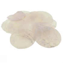 Artículo Conchas Capiz discos de nácar conchas decorativas rosa claro Ø8cm