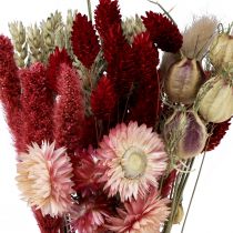 Artículo Ramo de flores secas flores de paja Phalaris rojo 30cm