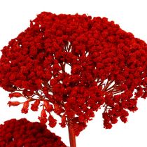 Achillea 1kg rojo amapola