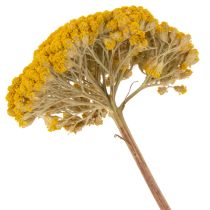 Artículo Flores secas de milenrama amarilla Achillea Natur Gelb 1 kg