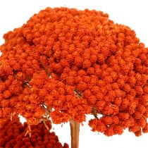 Achillea 1kg naranja