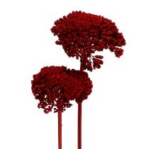 Artículo Achillea vino tinto 1kg