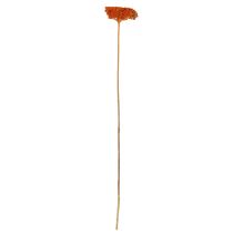 Artículo Flores secas de Achillea Orange, milenrama, 45-60 cm, 1 kg