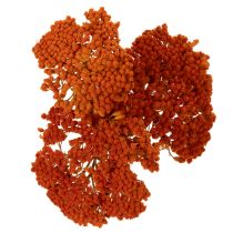 Artículo Flores secas de Achillea Orange, milenrama, 45-60 cm, 1 kg