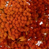Artículo Flores secas de Achillea Orange, milenrama, 45-60 cm, 1 kg