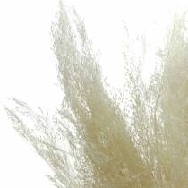 Artículo Hierba seca Agrostis blanqueada 40g