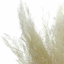 Hierba seca Agrostis blanqueada 40g