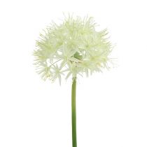 Allium crema blanca L76cm