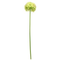 Artículo Cebolla ornamental artificial flor verde Allium Ø18cm 90cm