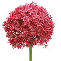 Artículo Allium en Burdeos ajo ornamental artificial Ø18cm L90cm