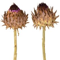 Artículo Flor de alcachofa alcachofa seca Cynara Ø9cm 16 uds