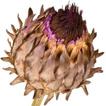 Artículo Flor de alcachofa alcachofa seca Cynara Ø9cm 16 uds
