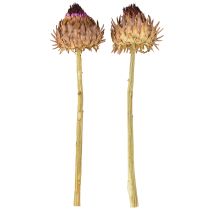 Artículo Flor de alcachofa alcachofa seca Cynara Ø9cm 16 uds