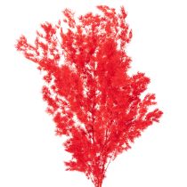 Artículo Manojo de espárragos secos para arreglos florales, 65 cm, 80 g