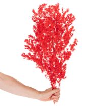 Artículo Manojo de espárragos secos para arreglos florales, 65 cm, 80 g
