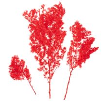 Artículo Manojo de espárragos secos para arreglos florales, 65 cm, 80 g